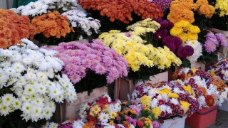 Любимо цвете си има всеки знак от зодиака!(Част 2)