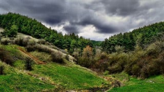 Trud: Toma Belev, the large green wholesaler