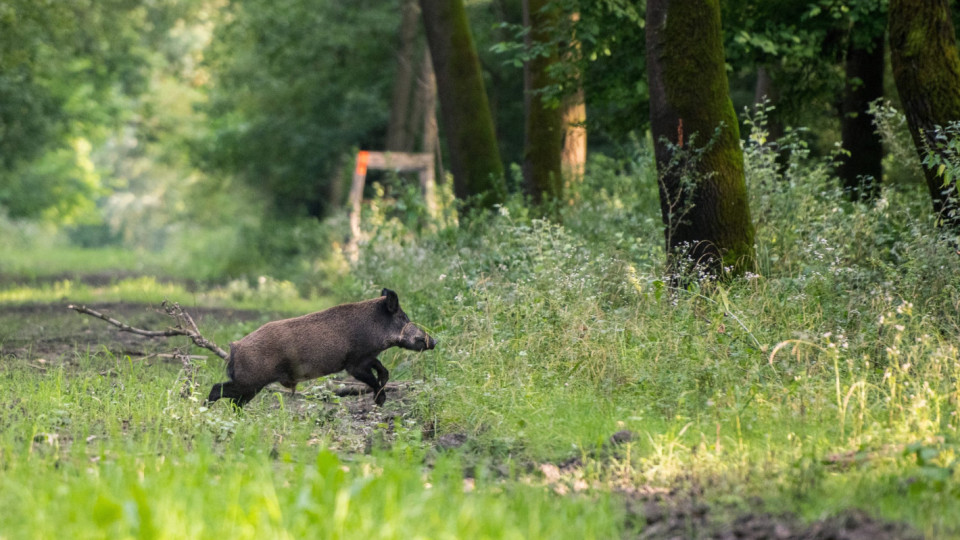 The Greens brought African swine fever