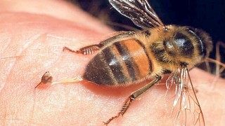 При ужилване от пчела, задължително извадете жилото и…