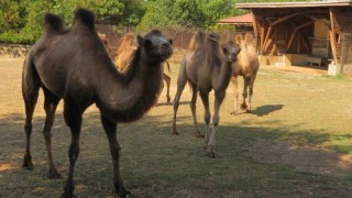Столичният зоопарк е в очакване на малки камилчета