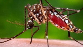 Нашествие на комари-мутанти в крайдунавските градове. Хората са ужасени!