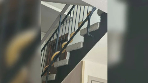 Голяма змия вся паника в блок в Пловдив, опитала се да влезе в апартамент на първия етаж